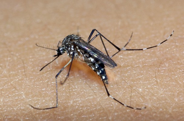 Aedes aegypti - Fiocruz Imagens (Raul Santana)