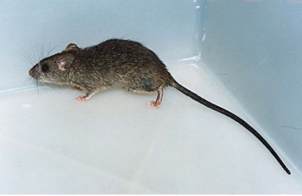Rato marrom de cauda longa em pé sobre uma superfície clara. Possui bigodes visíveis, orelhas pequenas e patas rosadas.