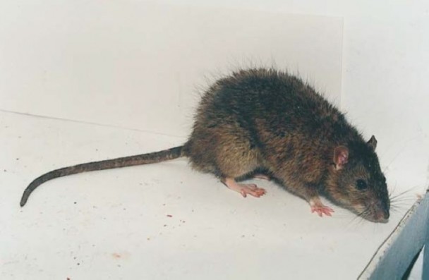 Rato marrom de cauda longa em pé sobre uma superfície branca, com fundo branco. Possui pelagem escura com manchas mais claras na parte inferior e patas rosadas.