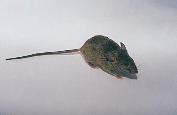 Um pequeno rato marrom de cauda longa em pé sobre uma superfície branca. Ele tem orelhas grandes, olhos pretos e pés rosados.
