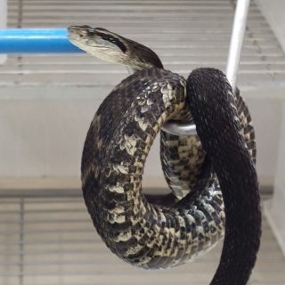 Bothrops jararaca   jararaca