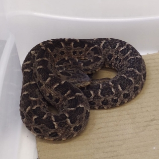 Bothrops pubescens   jararaca pintada
