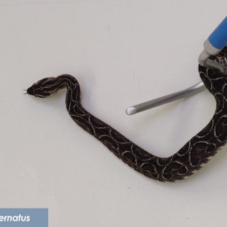 Bothrops alternatus   cruzeira 2