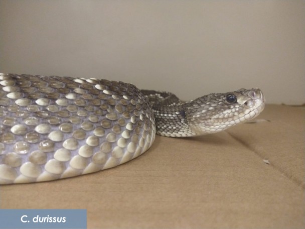 C durissus