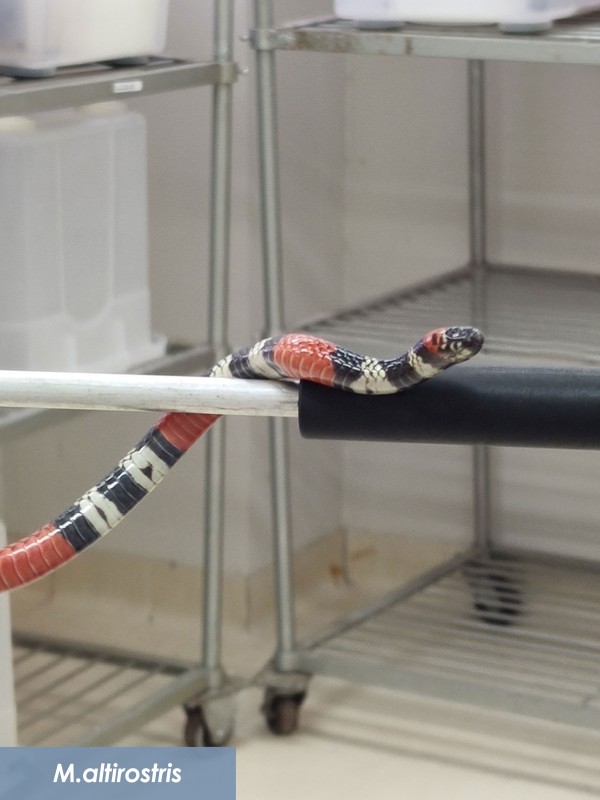 Micrurus altirostris   coral verdadeira 2