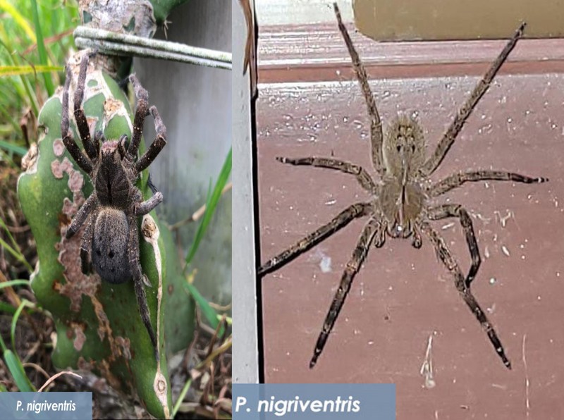 aranha armadeira