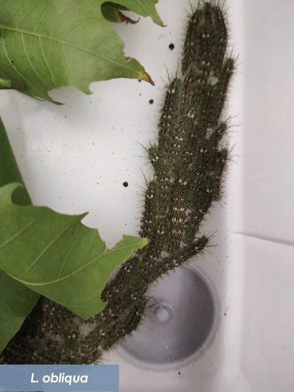 Lonomia   taturana