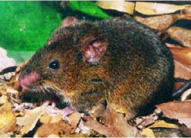 Roedor pequeno de pelagem marrom-escura, com focinho rosado e orelhas arredondadas, entre folhas secas no solo da floresta.