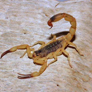 Escorpião-amarelo sobre uma superfície clara, com corpo escuro segmentado, patas amareladas e cauda arqueada para cima. A fotografia destaca o ferrão, as pinças alongadas e os detalhes da anatomia do animal em posição de alerta.