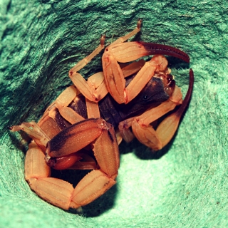 Escorpião-amarelo abrigado em uma cavidade estreita de coloração esverdeada. O animal aparece parcialmente recolhido, com patas, pinças e ferrão visíveis, evidenciando o hábito de se esconder em frestas e locais protegidos.