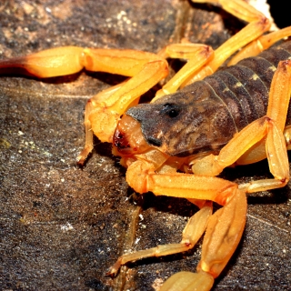 Close do escorpião-amarelo sobre uma superfície escura. A imagem destaca a cabeça, os olhos, as pinças e os segmentos do corpo, além das patas amareladas apoiadas sobre o substrato.