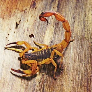 Escorpião-amarelo sobre uma superfície de madeira, visto de cima. O corpo escuro contrasta com as patas e a cauda amareladas, que se arqueia para cima, deixando o ferrão em evidência.
